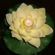 Fleur de nénuphar artificielle flottante 